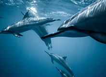 带球被断后维尼修斯边摊手边说着些什么，然后才投入比赛